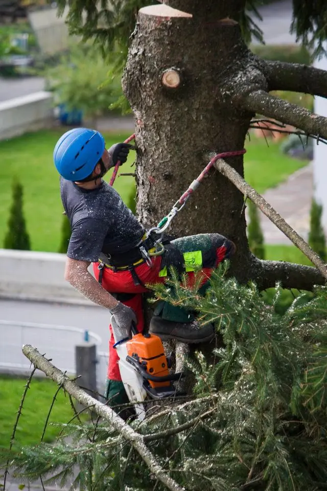 A man in blue helmet and red shirt cutting tree branches.